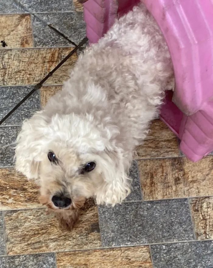 Cachorro raça Poodle idade 6 ou mais anos nome Lua 