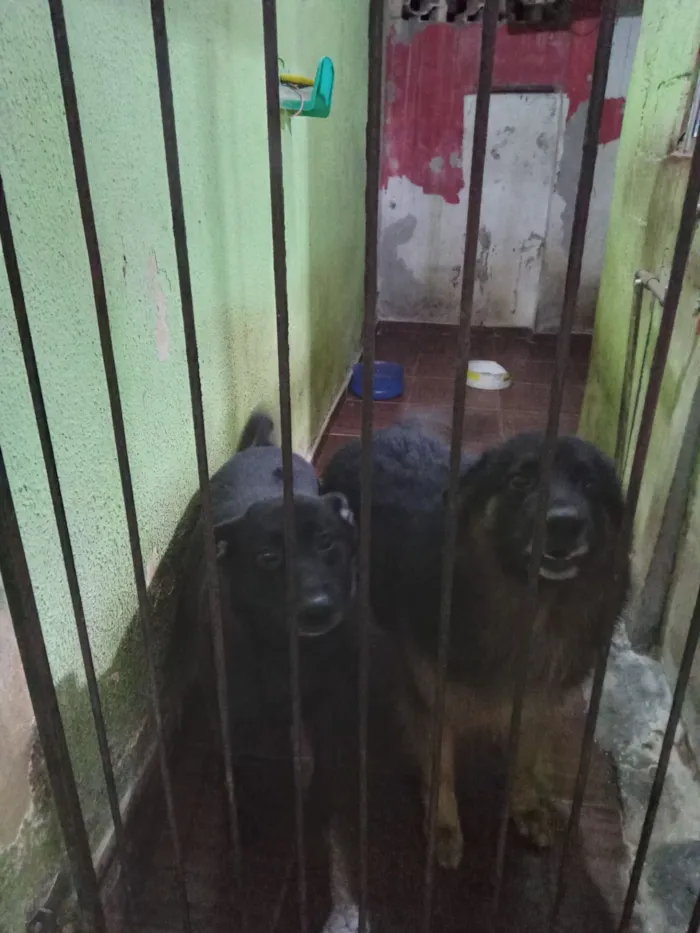 Cachorro raça SRD-ViraLata idade 6 ou mais anos nome Jhonnes e Meg 