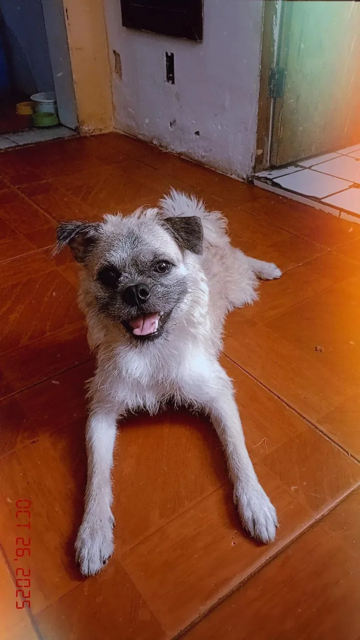 Cachorro raça SRD-ViraLata idade 1 ano nome mob