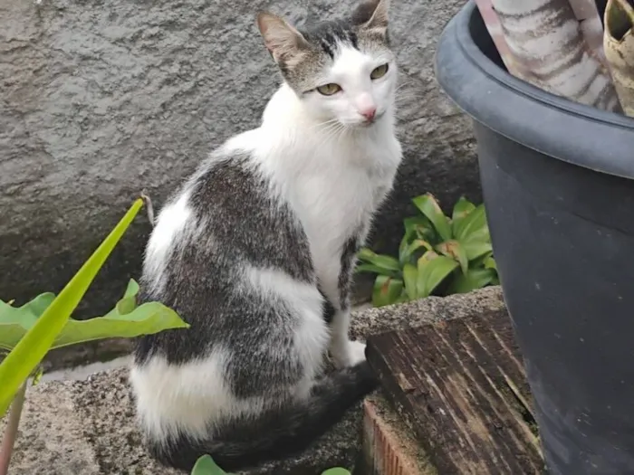 Gato raça SRD-ViraLata idade 2 anos nome Juju