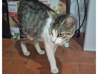 Gato raça SRD-ViraLata idade 1 ano nome Duquesa