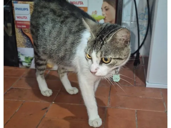 Gato raça SRD-ViraLata idade 1 ano nome Duquesa