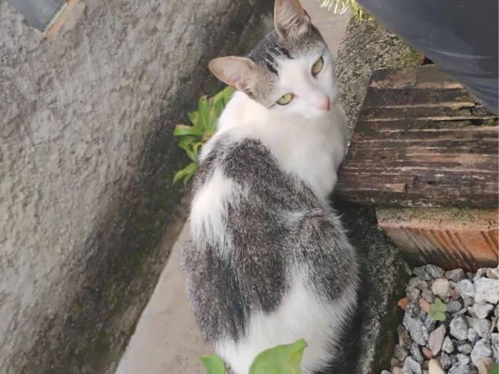 Gato raça SRD-ViraLata idade 2 anos nome Juju