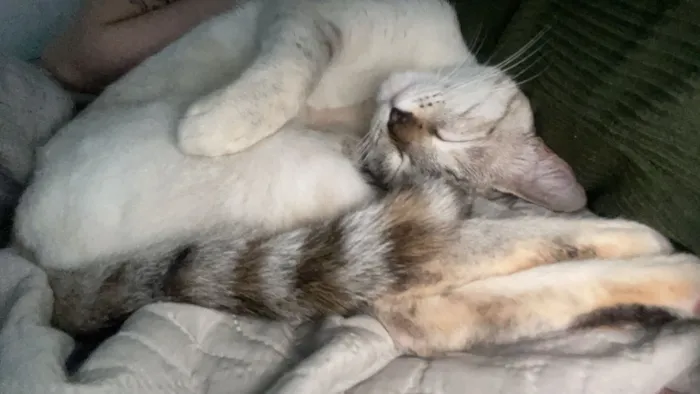 Gato raça SRD-ViraLata idade 7 a 11 meses nome Lua