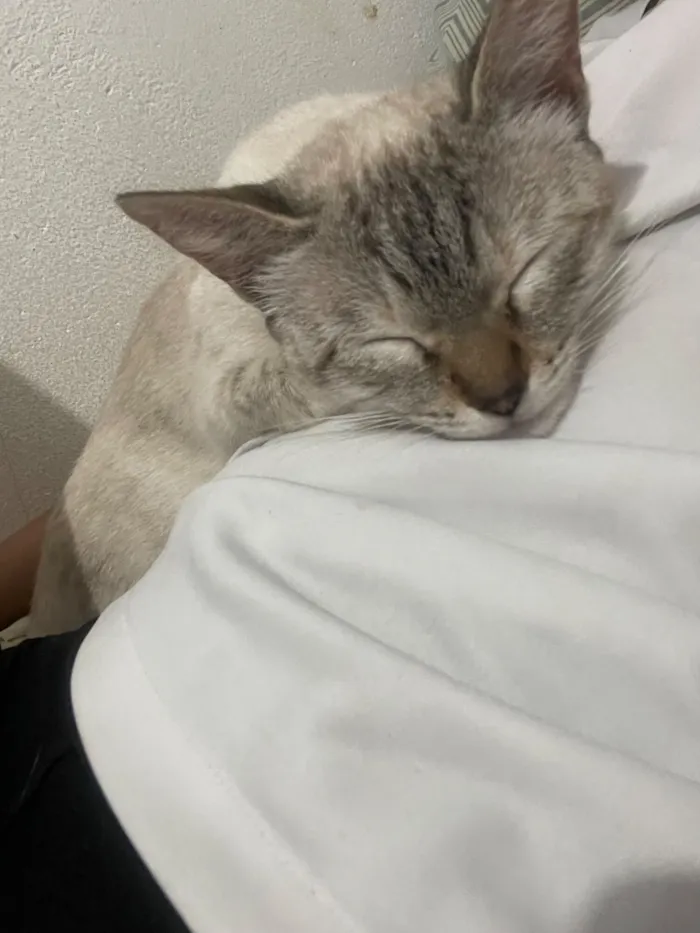 Gato raça SRD-ViraLata idade 7 a 11 meses nome Lua