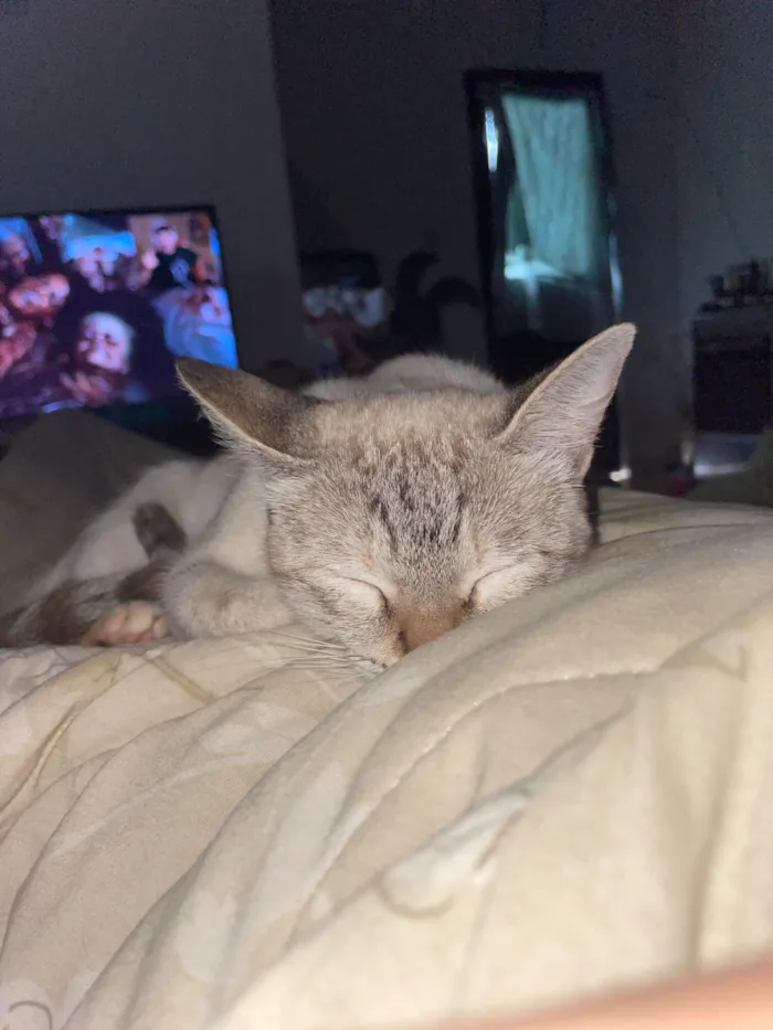 Gato raça SRD-ViraLata idade 7 a 11 meses nome Lua