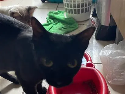 Gato raça SRD-ViraLata idade  nome Nebulosa