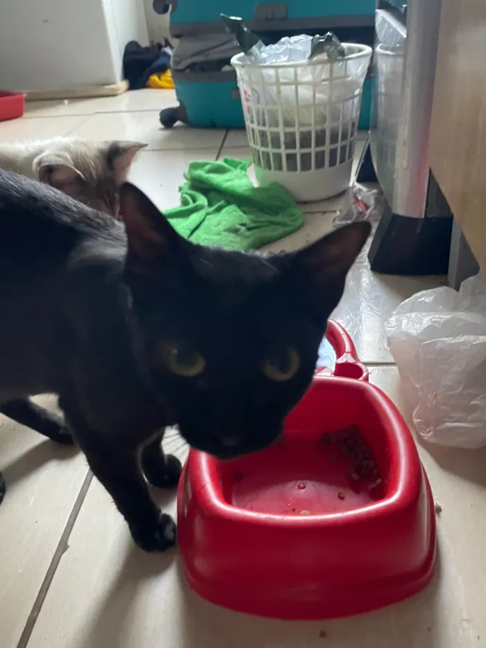 Gato raça SRD-ViraLata idade  nome Nebulosa