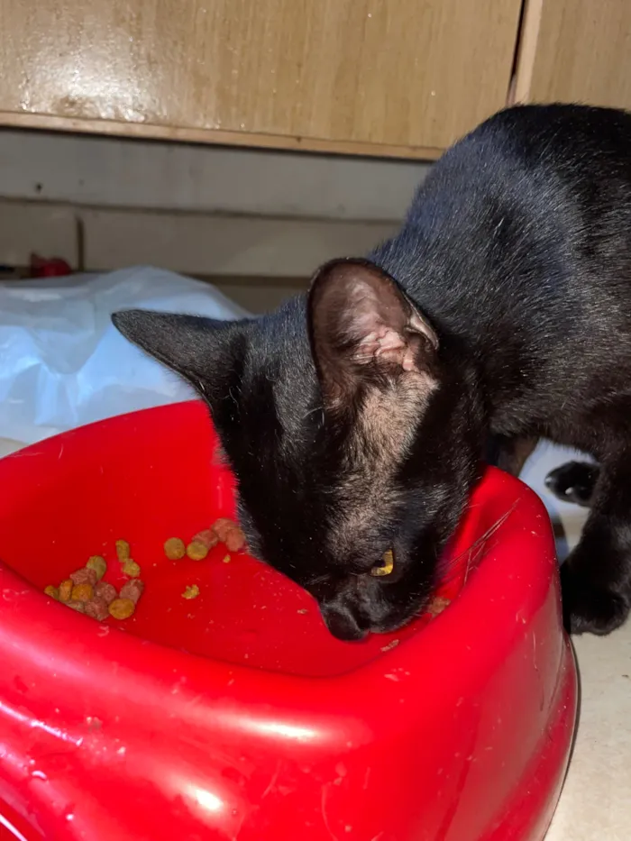 Gato raça SRD-ViraLata idade  nome Nebulosa