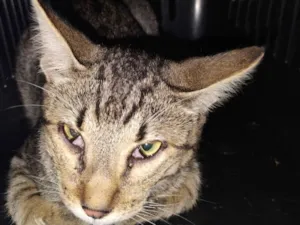 Gato raça SRD-ViraLata idade 7 a 11 meses nome Simba