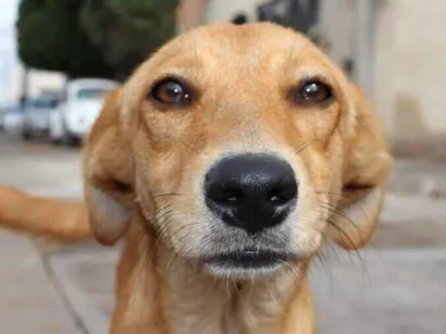 Cachorro raça SRD-ViraLata idade 1 ano nome Yuki