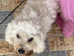 Cachorro raça Poodle idade 6 ou mais anos nome Lua 