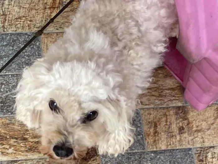 Cachorro raça Poodle idade 6 ou mais anos nome Lua 