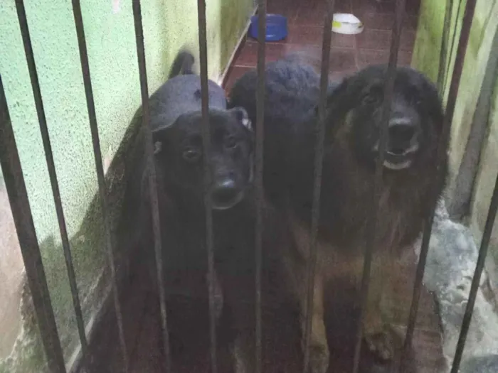 Cachorro raça SRD-ViraLata idade 6 ou mais anos nome Jhonnes e Meg 