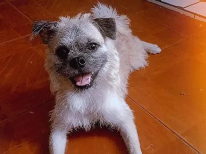 Cachorro raça SRD-ViraLata idade 1 ano nome mob