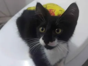 Gato raça SRD-ViraLata idade 2 a 6 meses nome Raio