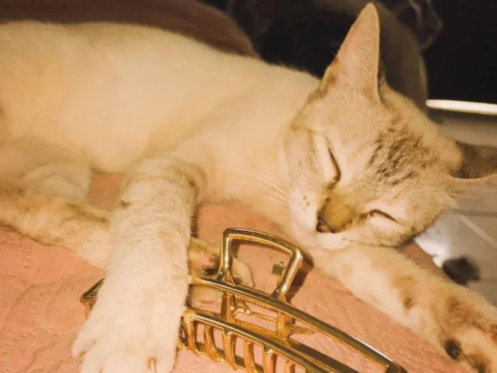 Gato raça SRD-ViraLata idade 7 a 11 meses nome Lua