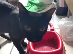 Gato raça SRD-ViraLata idade  nome Nebulosa