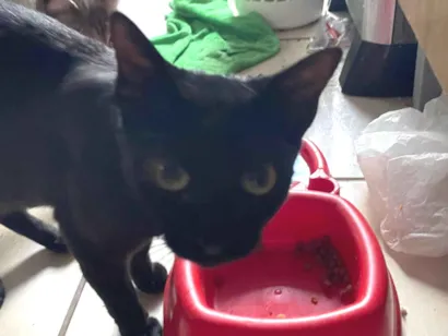 Gato raça SRD-ViraLata idade  nome Nebulosa