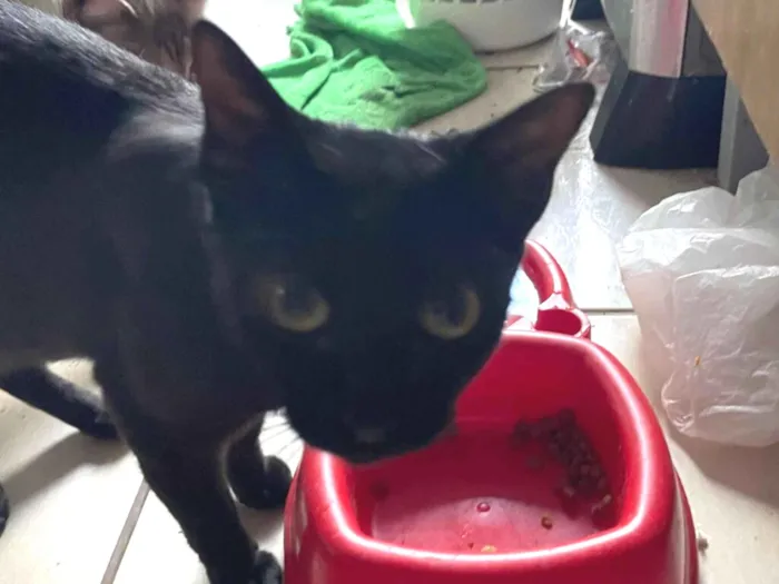 Gato raça SRD-ViraLata idade  nome Nebulosa