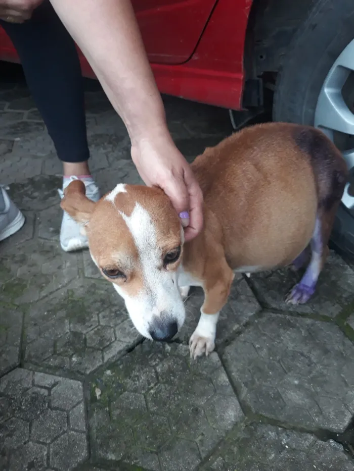 Cachorro raça SRD-ViraLata idade 2 anos nome caramela