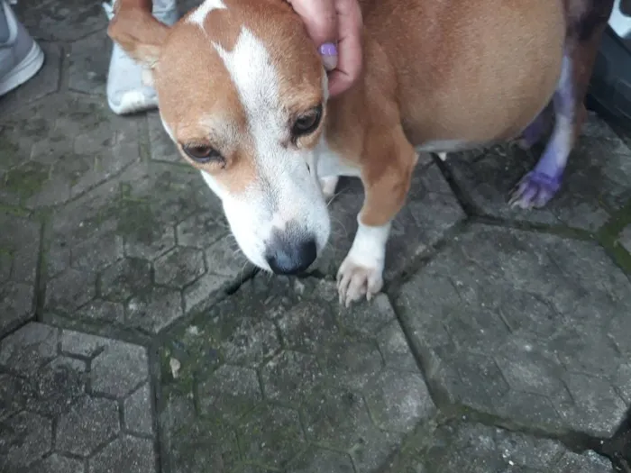 Cachorro raça SRD-ViraLata idade 2 anos nome caramela