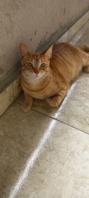 Gato raça SRD-ViraLata idade 6 ou mais anos nome Dominic