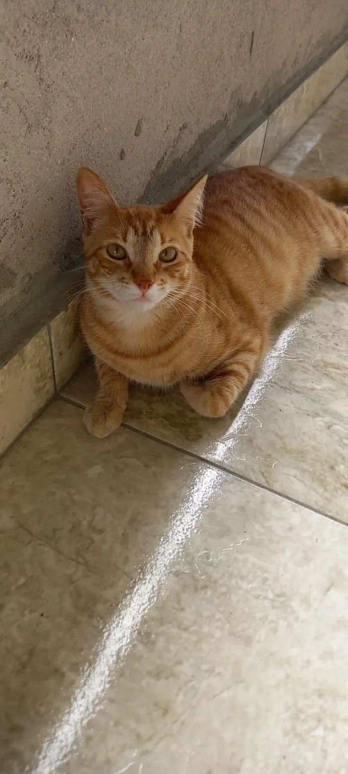 Gato raça SRD-ViraLata idade 6 ou mais anos nome Dominic