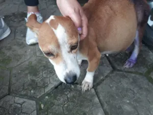 Cachorro raça SRD-ViraLata idade 2 anos nome caramela