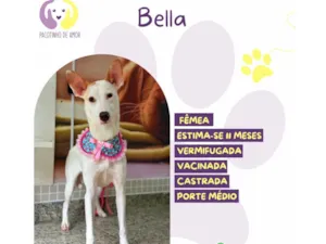 Cachorro raça SRD-ViraLata idade 7 a 11 meses nome Bella