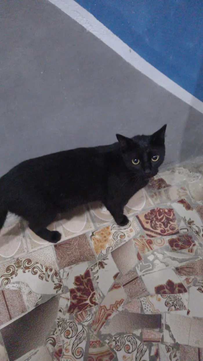 Gato raça SRD-ViraLata idade 1 ano nome Pérola