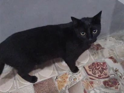 Gato raça SRD-ViraLata idade 1 ano nome Pérola