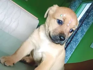 Cachorro raça SRD-ViraLata idade 2 a 6 meses nome não tem nome 