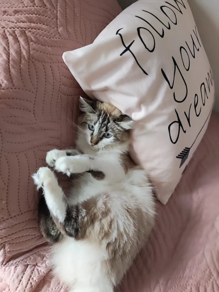 Gato raça SRD-ViraLata idade 2 anos nome Ágatha