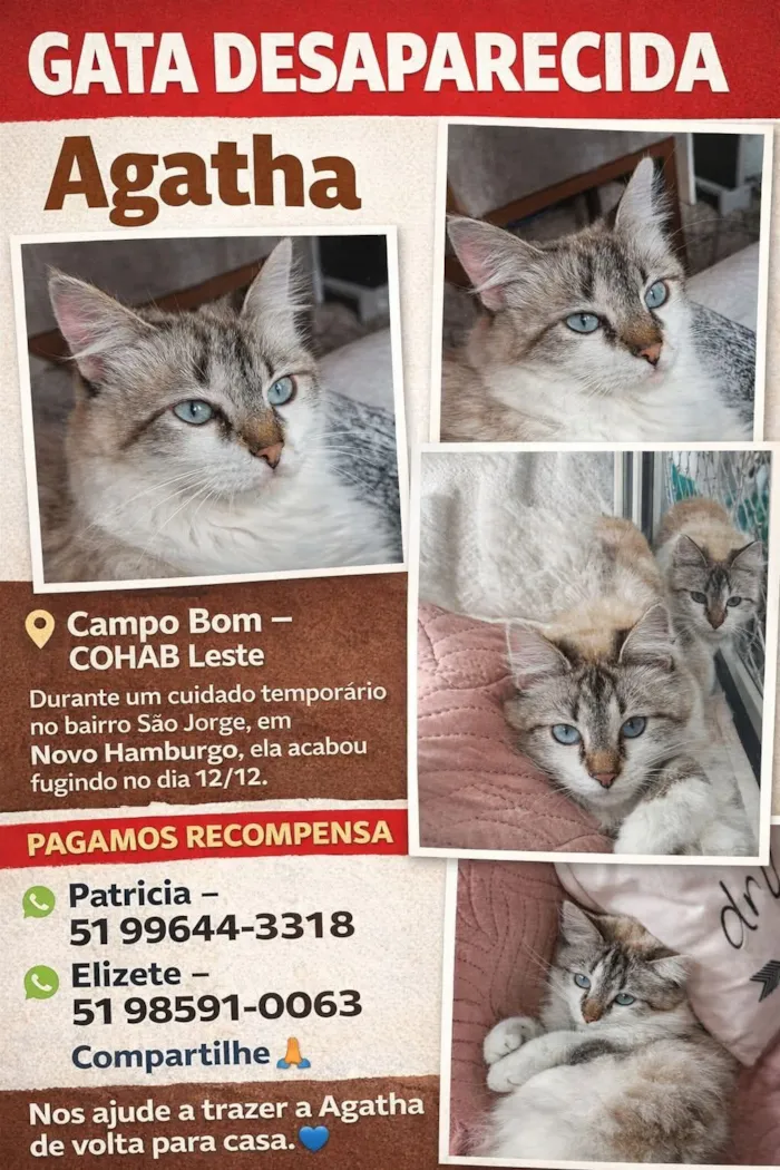 Gato raça SRD-ViraLata idade 2 anos nome Ágatha