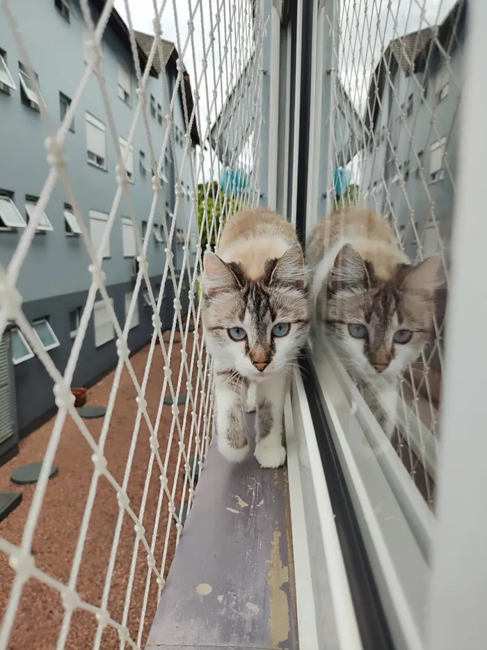 Gato raça SRD-ViraLata idade 2 anos nome Ágatha