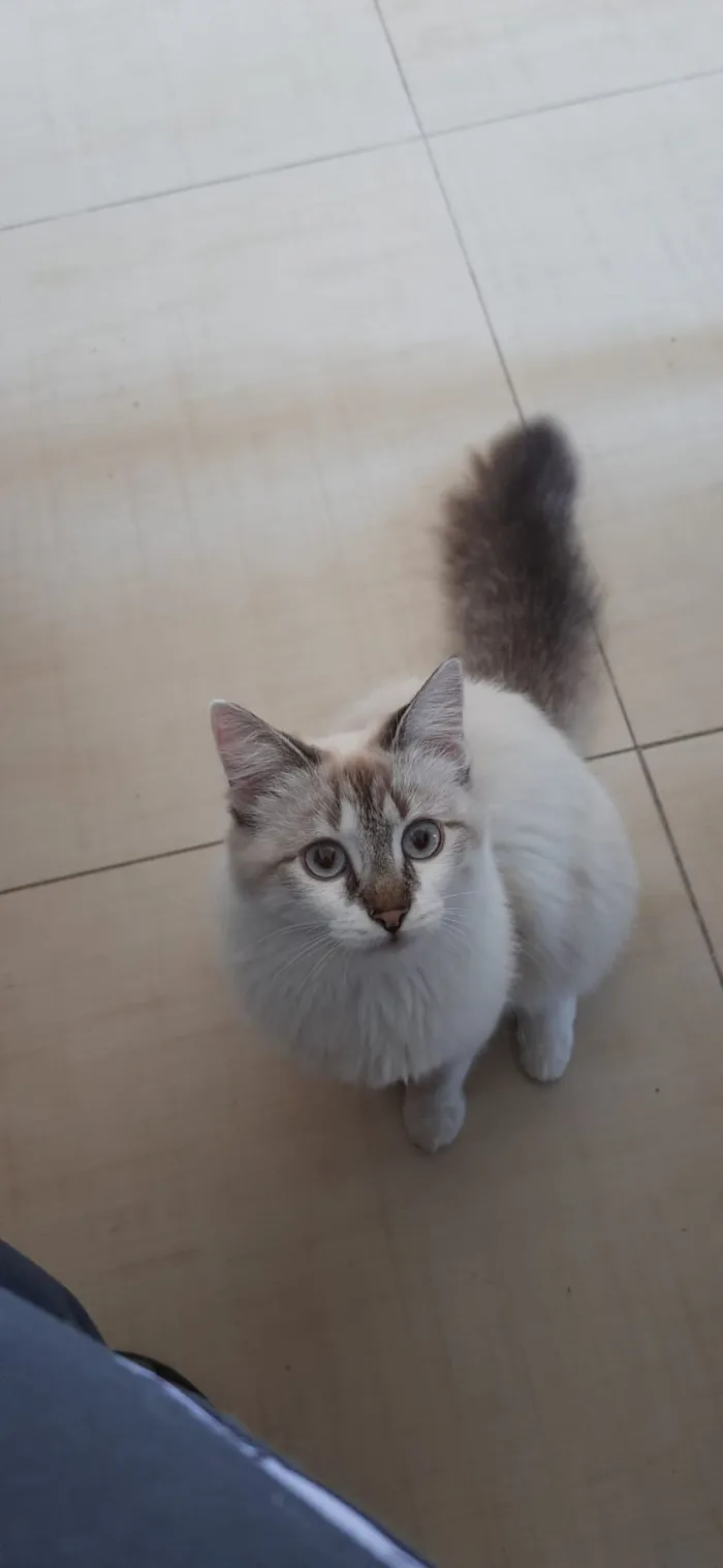 Gato raça SRD-ViraLata idade 2 anos nome Ágatha 