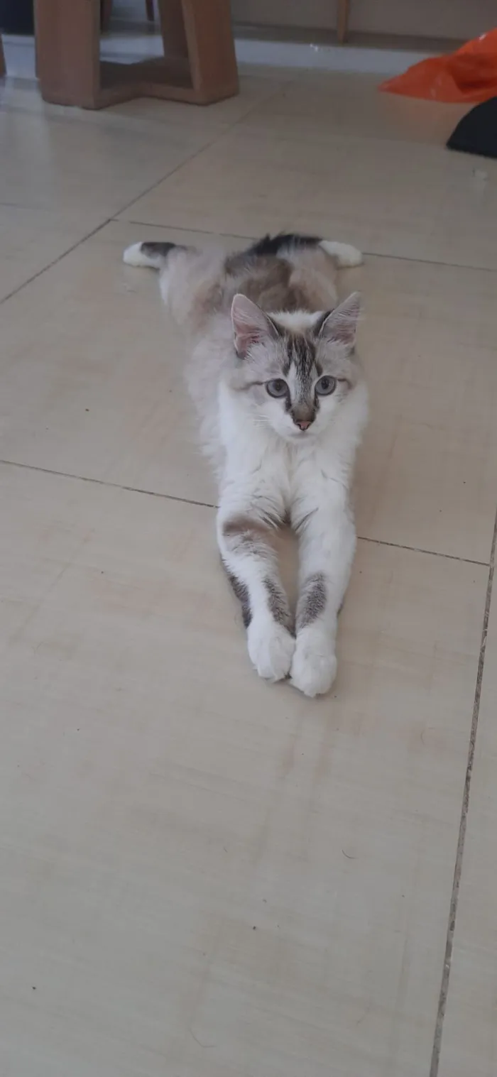 Gato raça SRD-ViraLata idade 2 anos nome Ágatha 