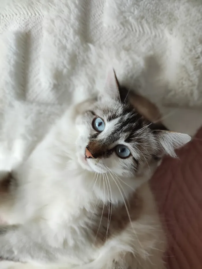 Gato raça SRD-ViraLata idade 2 anos nome Ágatha 