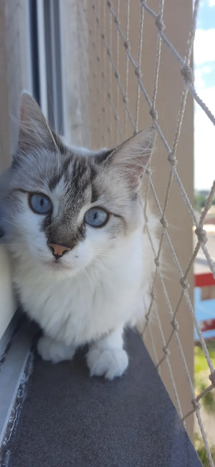 Gato raça SRD-ViraLata idade 2 anos nome Ágatha 