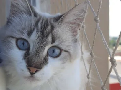 Gato raça SRD-ViraLata idade 2 anos nome Ágatha 