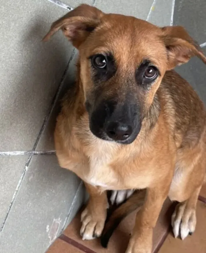 Cachorro raça SRD-ViraLata idade 2 a 6 meses nome Nala