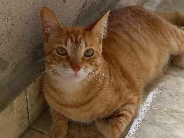 Gato raça SRD-ViraLata idade 4 anos nome Dominic