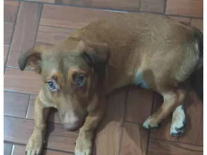 Cachorro raça SRD-ViraLata idade 7 a 11 meses nome Zero