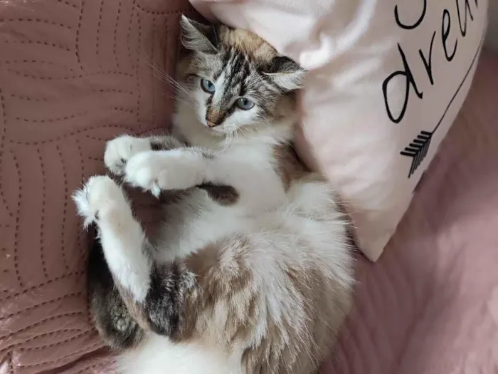 Gato raça SRD-ViraLata idade 2 anos nome Ágatha