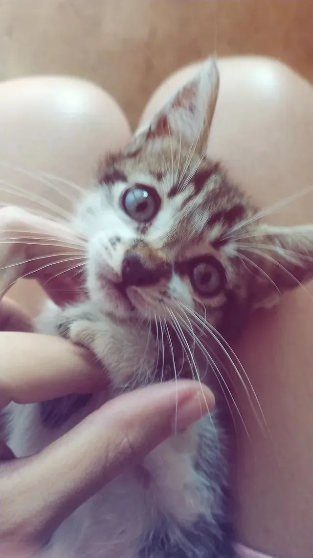 Gato raça SRD-ViraLata idade 2 a 6 meses nome Jack