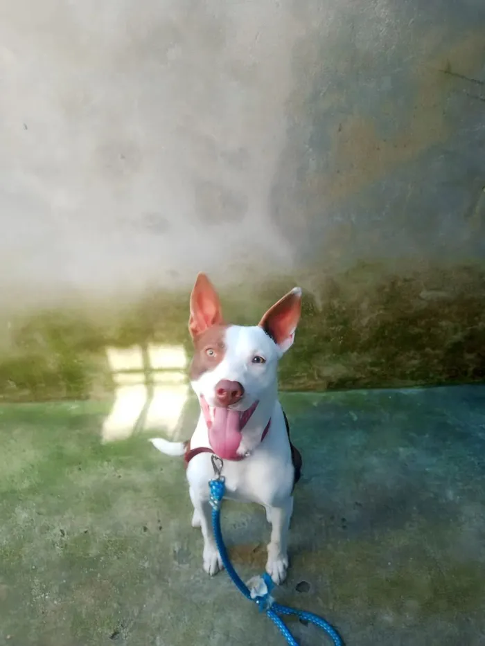 Cachorro raça SRD-ViraLata idade 2 anos nome pudim 