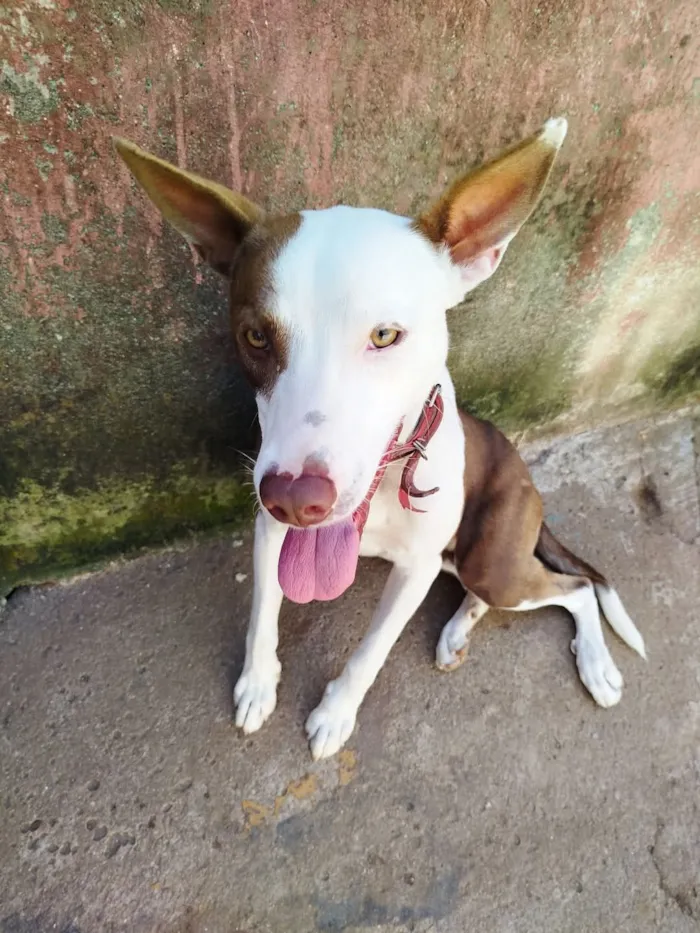 Cachorro raça SRD-ViraLata idade 2 anos nome pudim 