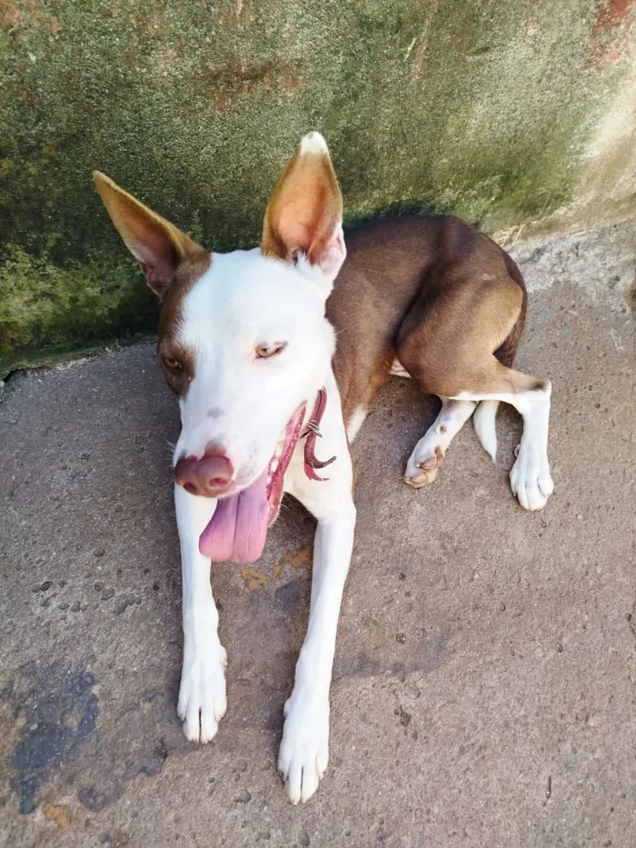 Cachorro raça SRD-ViraLata idade 2 anos nome pudim 