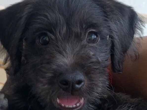 Cachorro raça SRD-ViraLata idade 2 a 6 meses nome Bleckinho 